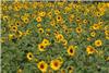 Part 7 Photos 【Craftsman's Hometown: Sunflowers】Craftsman's Hometown is a recreational farm area linked by bikeway to a seawall, wind farm, Songbo Fishing Harbor, plant nurseries, farms, and a wealth of coastal flora and fauna.
