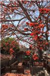 Part 7 Photos Century-old kapok trees dazzle in full bloom by the Qing period Kinmen Regional Commander's Office.