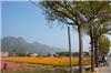 Part 2 Photos Fields of colorful flowers blanket the farms of Meinong after the autumn harvest.