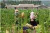 Part 5 Photos Hakka women with protective hats and headscarves tend to a field of tall tobacco plants.