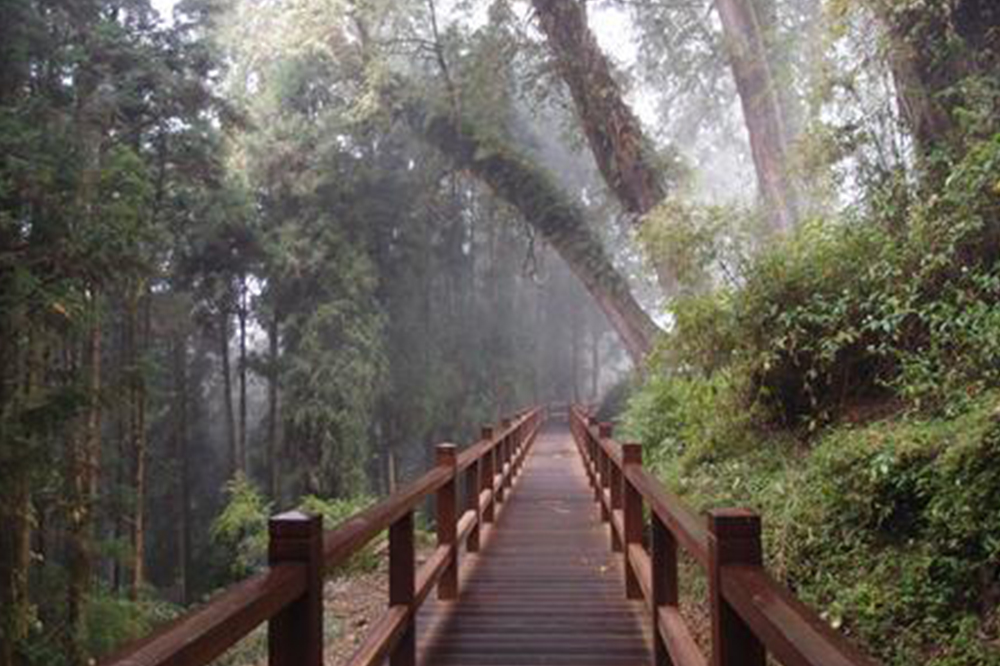 Tefuye Hiking Trail, Camphor Tree Giant Trees Hiking Trail (Tefuye- Tapangʉ)2