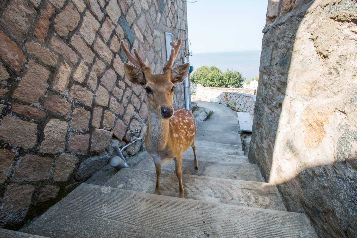 Formosan Sika Deer