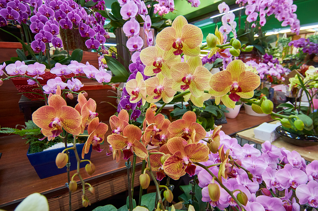 Orchid flowers are available in the Jianguo Holiday Flower Market.