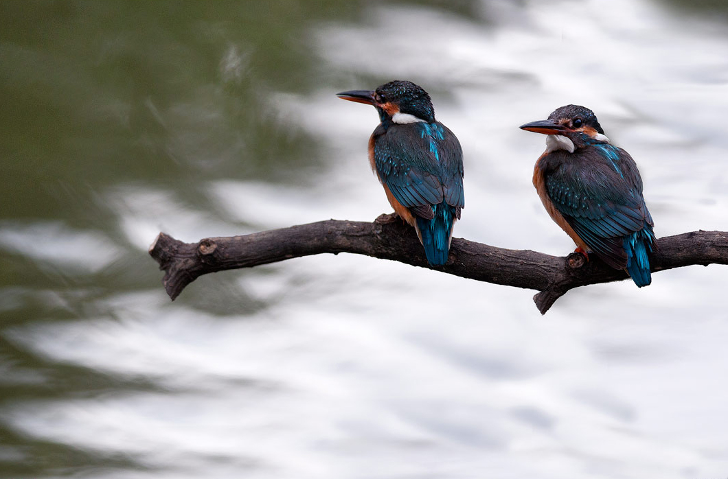 Bird Watching in Zhishan Cultural and Ecological Garden