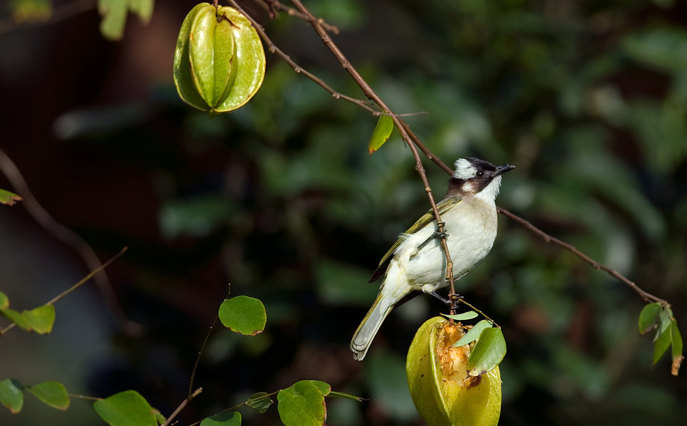 Light-vented bulbul