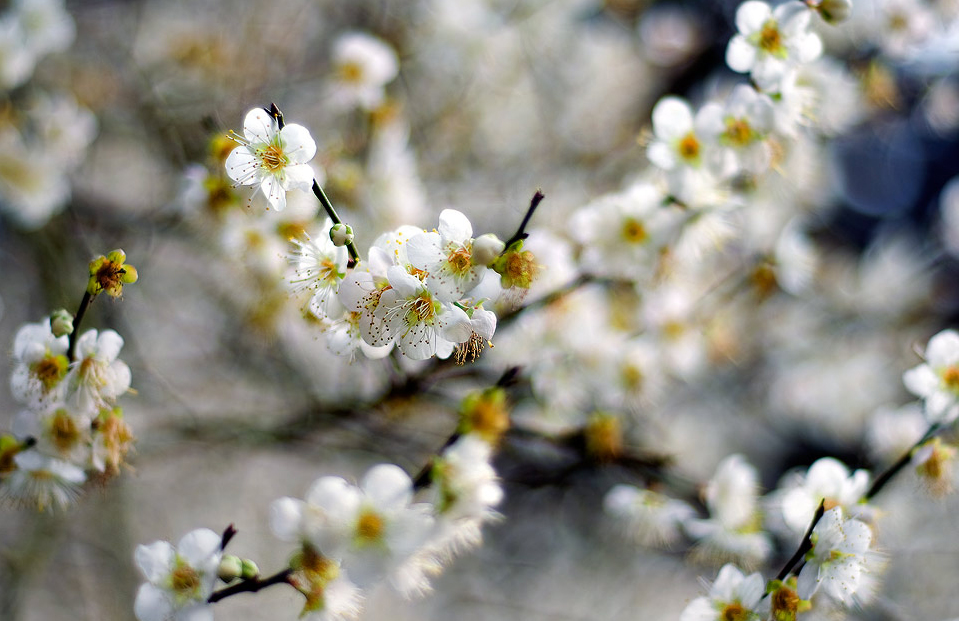 Plum blossom