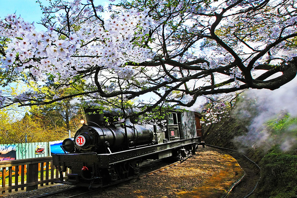 Alishan Forest Train and Cherry Blossoms