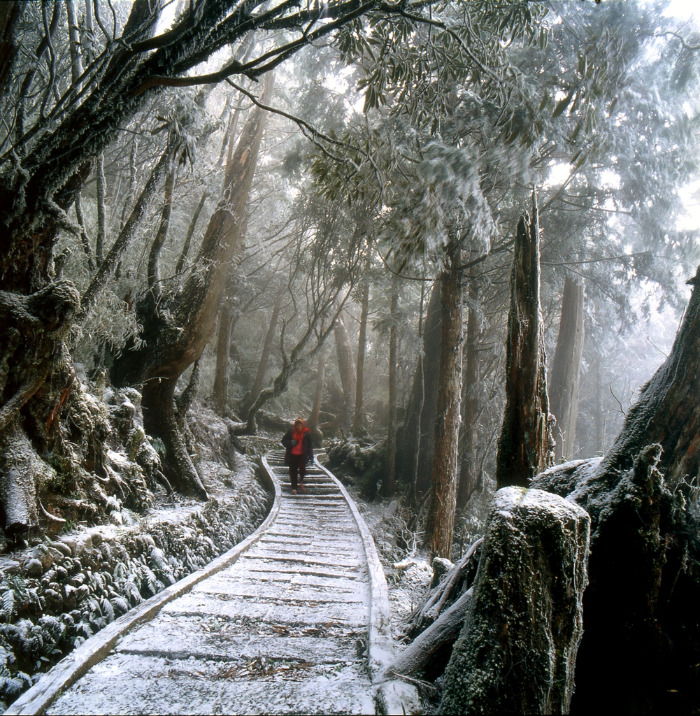 Snow-covered Forest Trail
