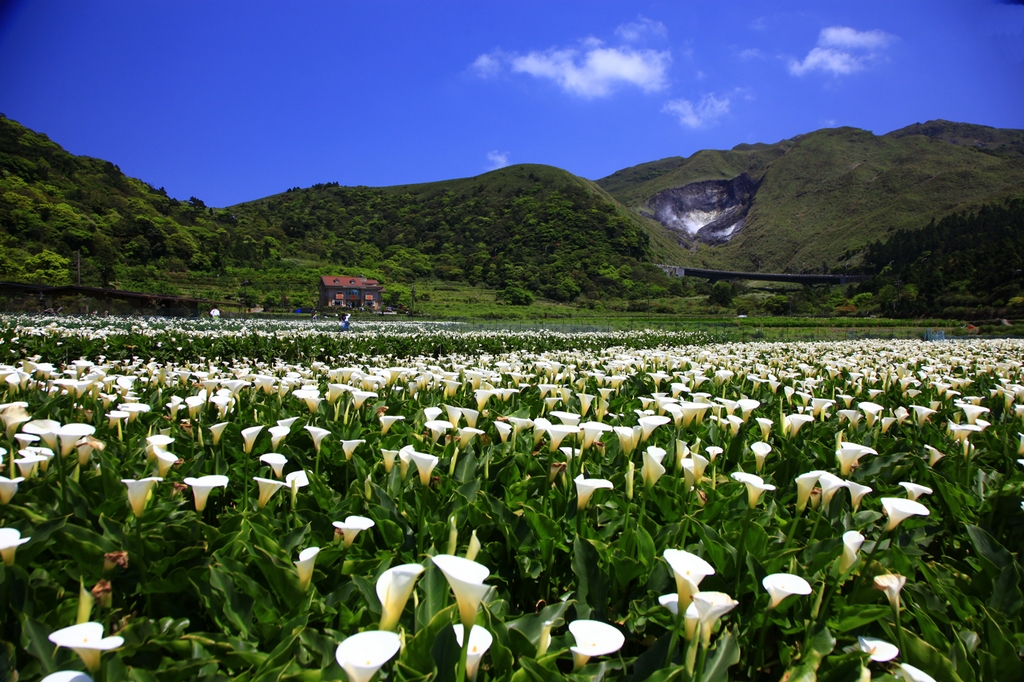 Calla lilies in the Zhuzihu