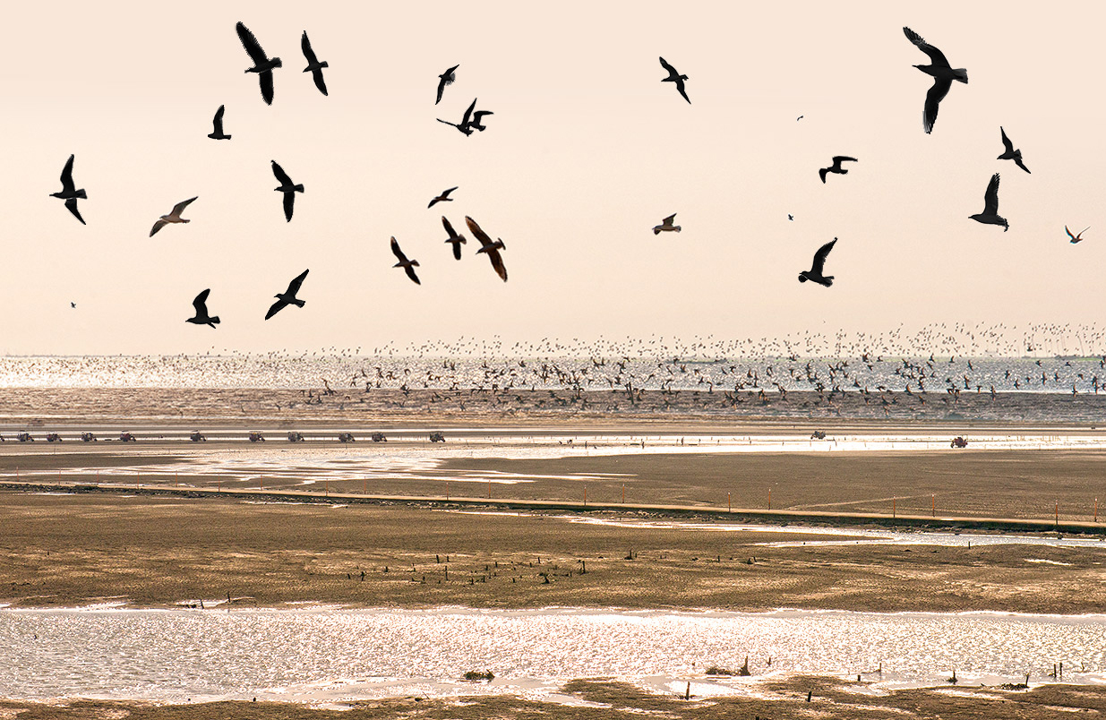 Sunset at the intertidal zone