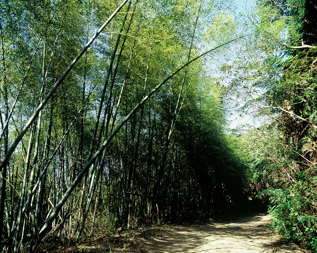 Hiking Trail