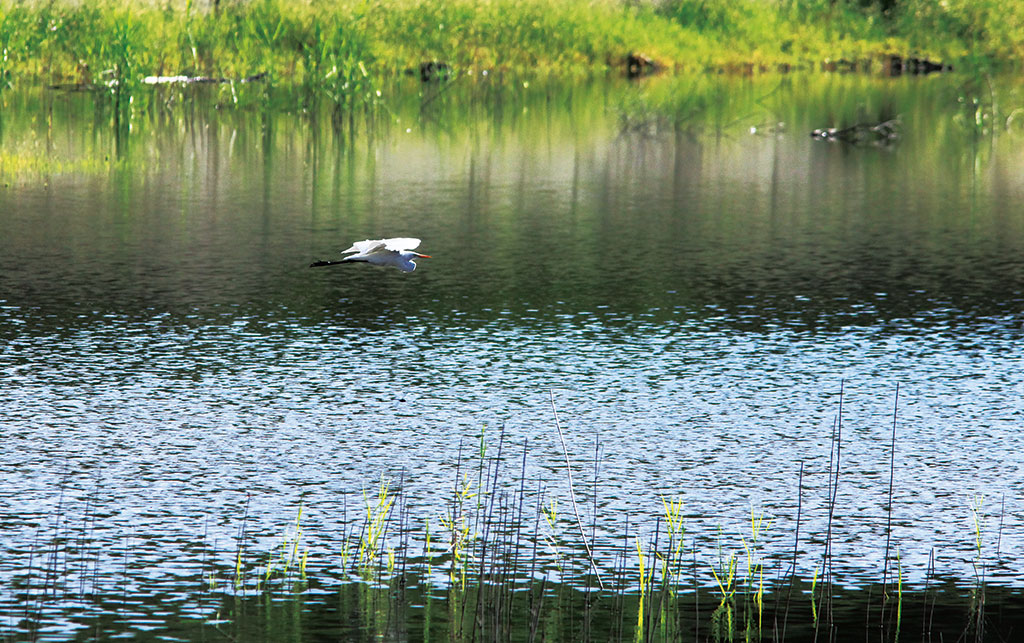An egret flying above Banping lake