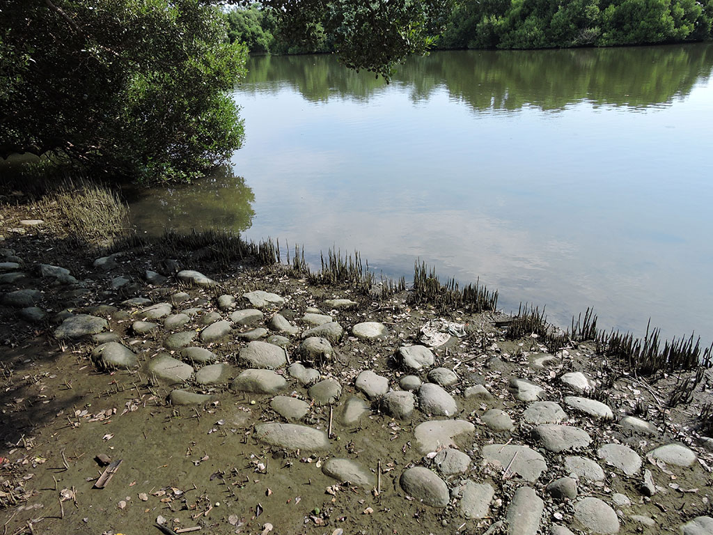 Black mangrove air roots was grown beside riverbank