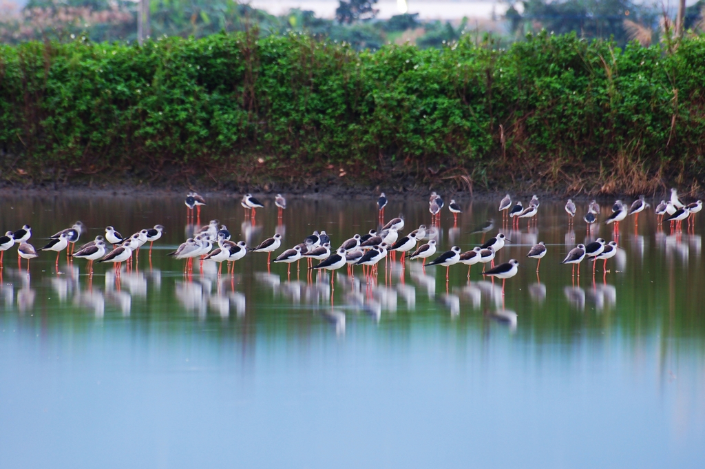 Shihchao Waterbird Refuge