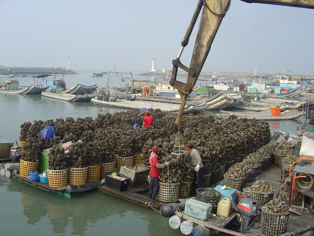 Taixi Fishing Harbor is a commercial oyster harbor