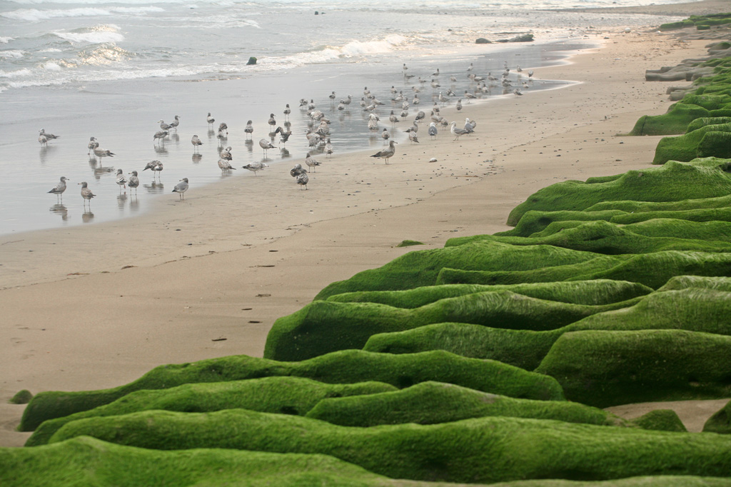 Laomei Green Reef and seagulls