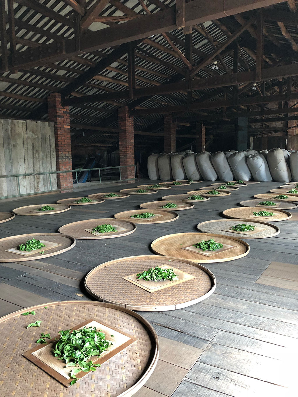 Panning black tea