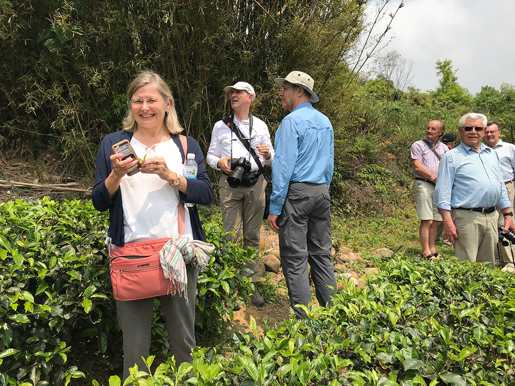 Overseas visitors explored the tea farm