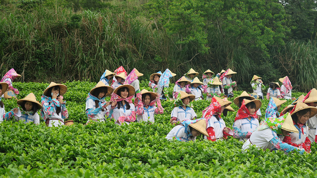 Tea-picking