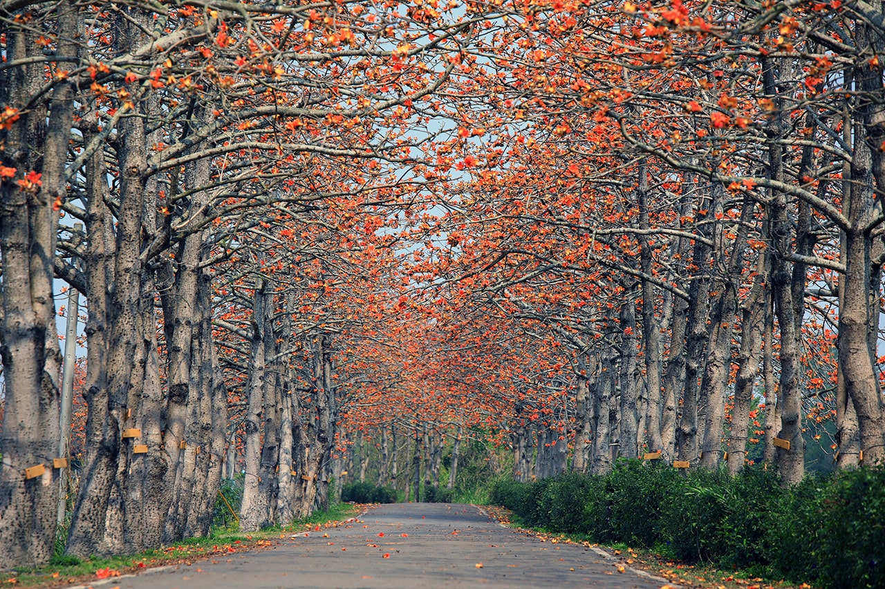 Kapok Road (photo courtesy: Hsu Chan-chia)