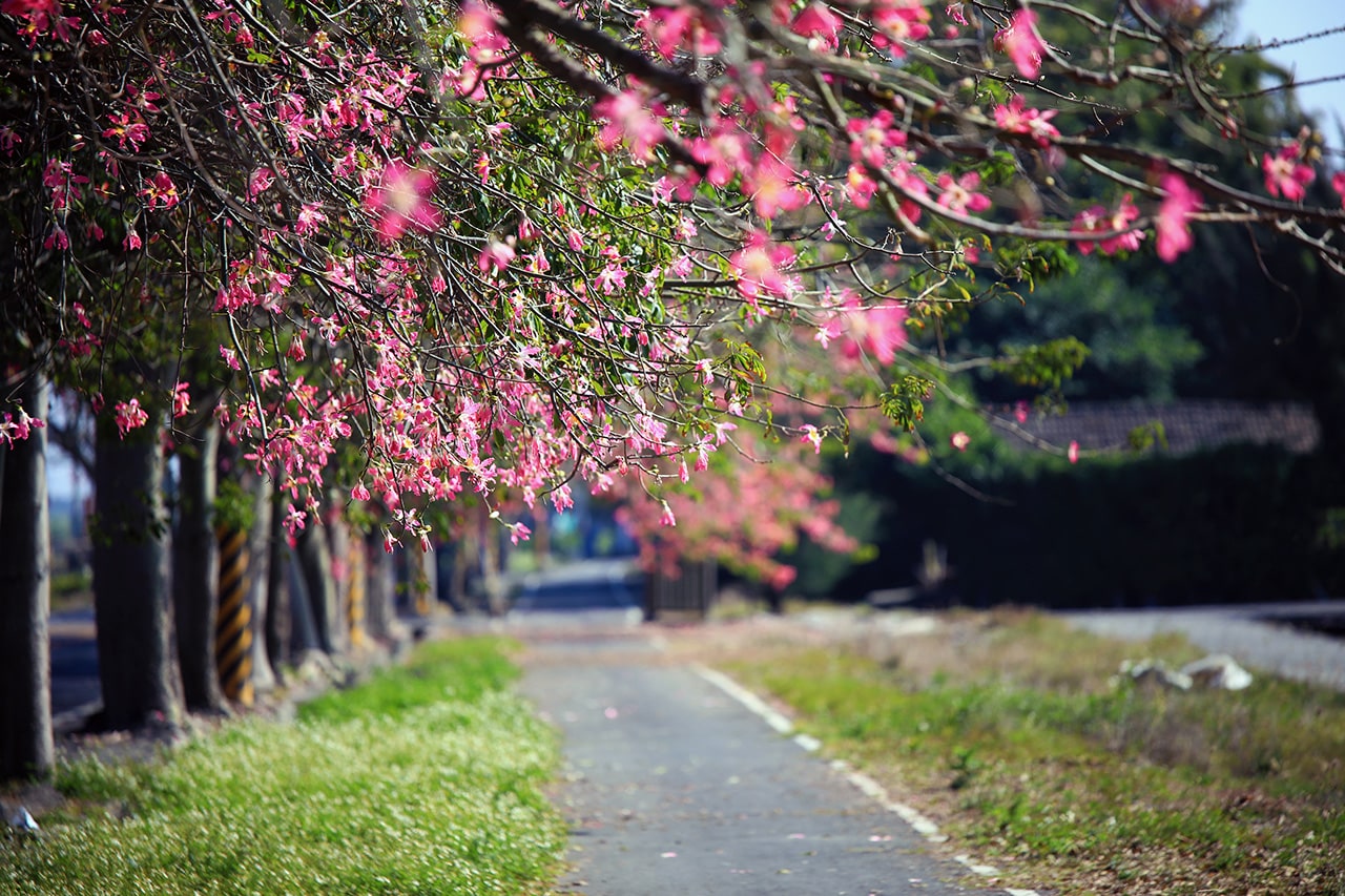 Floss-silk Tree Hiking Trail (photo courtesy: Hsu Chan-chia)