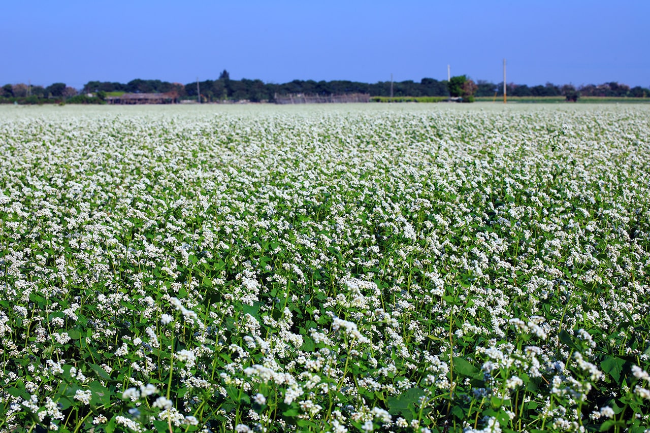 Buckwheat flowers (photo courtesy: Hsu Chan-chia)