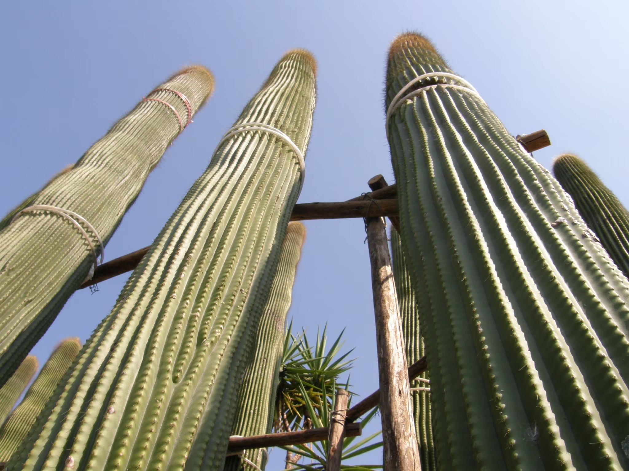 Tropical cactus landscape