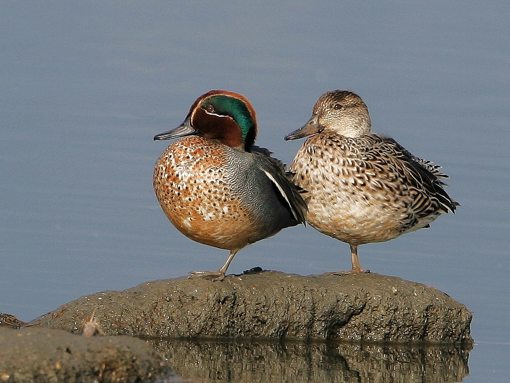 Eurasian Teal