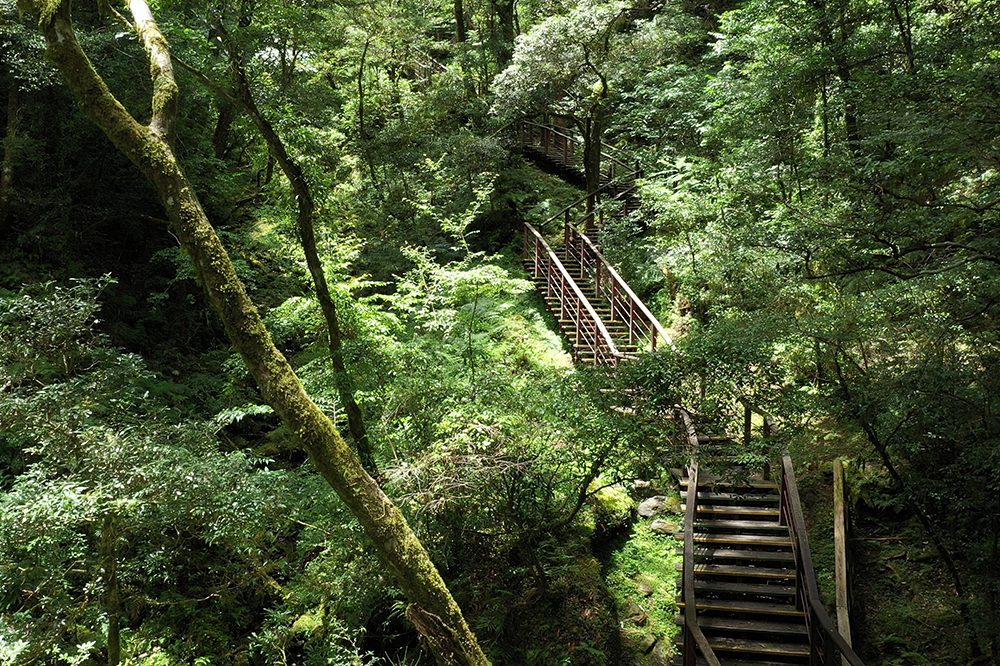 The Lala Mountain National Forest Recreation Area -Giant tree trail