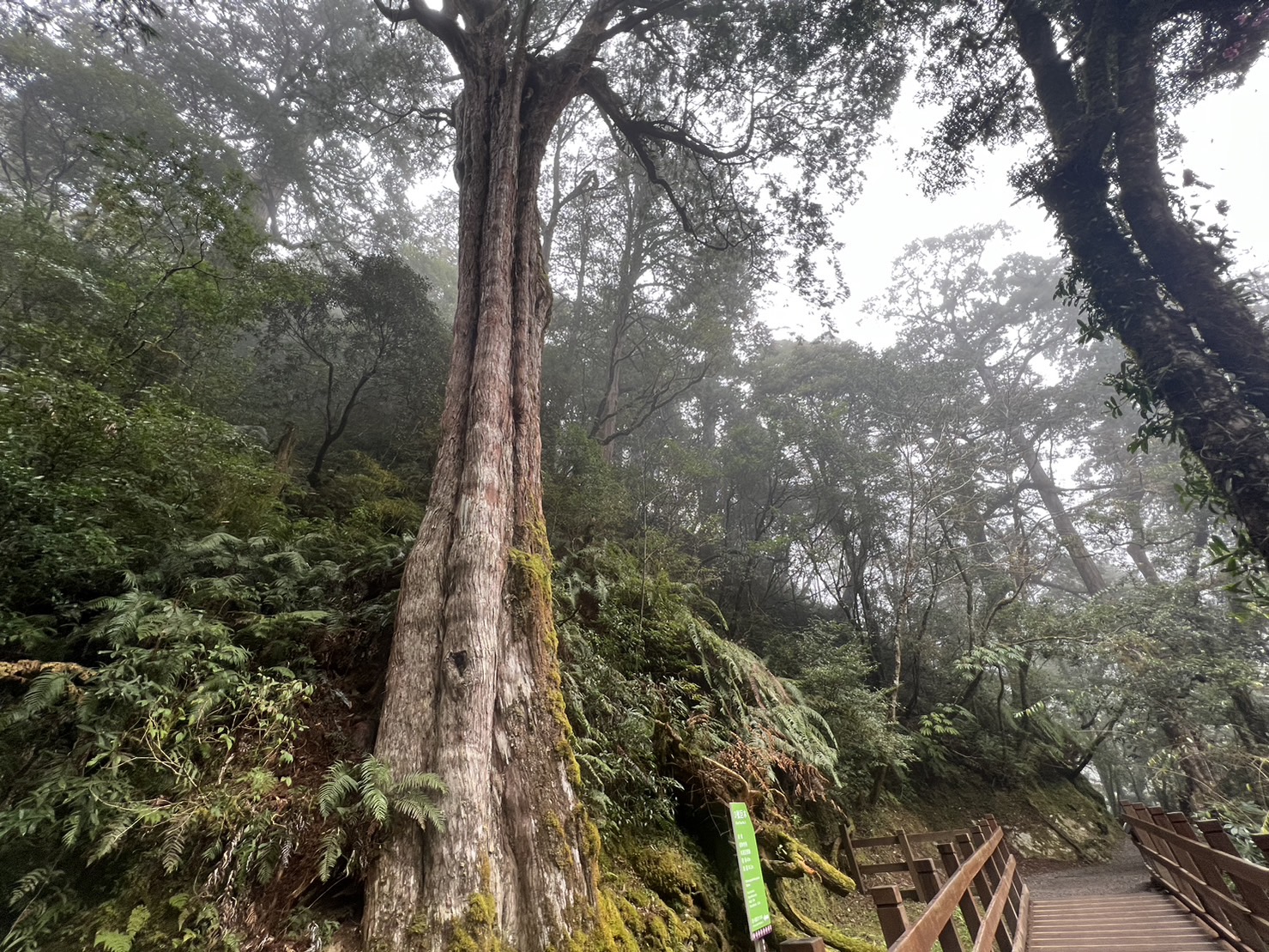 The Lala Mountain National Forest Recreation Area-Giant trees line the trail