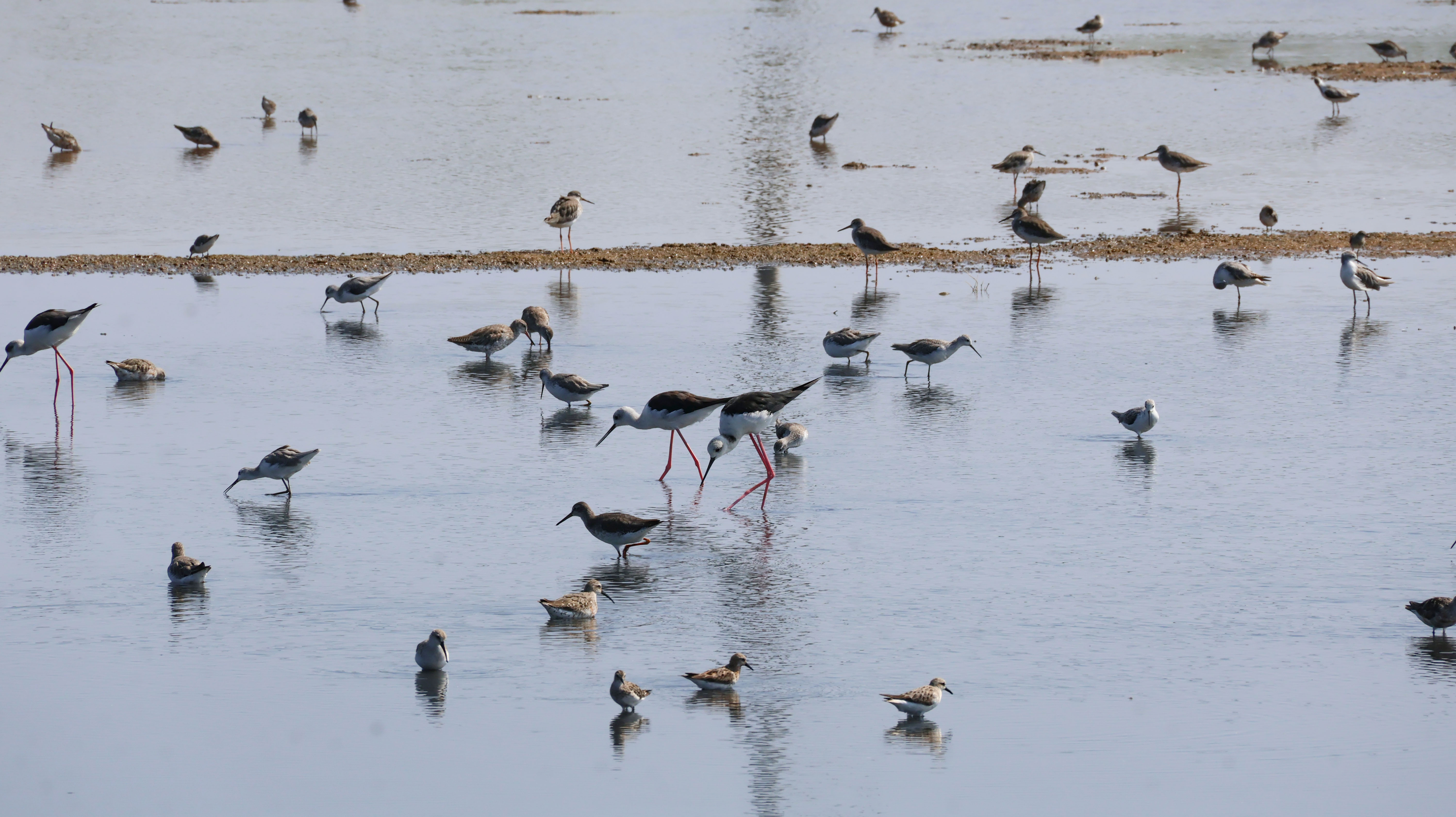 2026 Taiwan International Bird Watching Marathon
