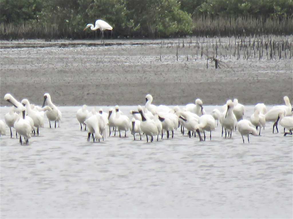 2025 Taiwan International Bird Watching Marathon
