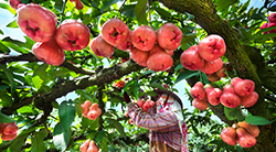 Fun in Fruit Picking