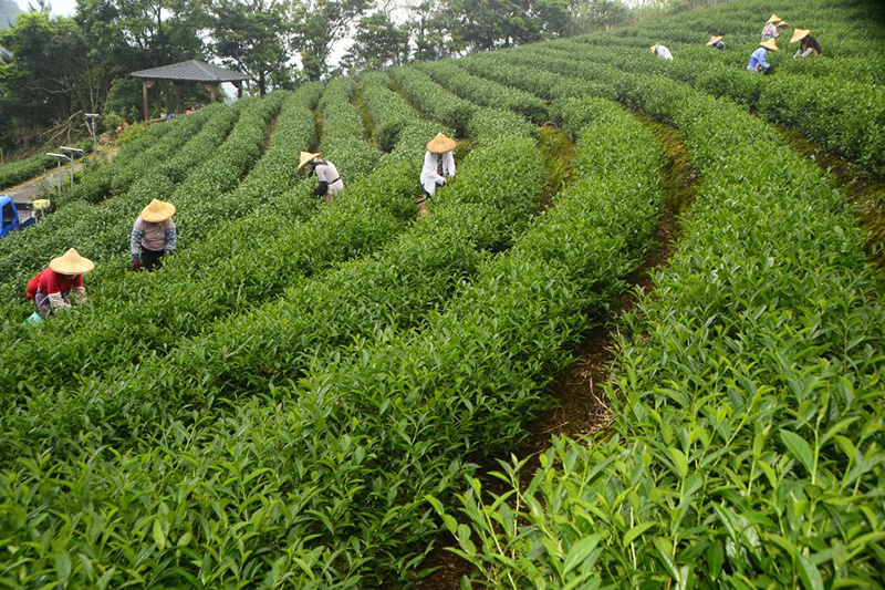 Huxu Tea Garden