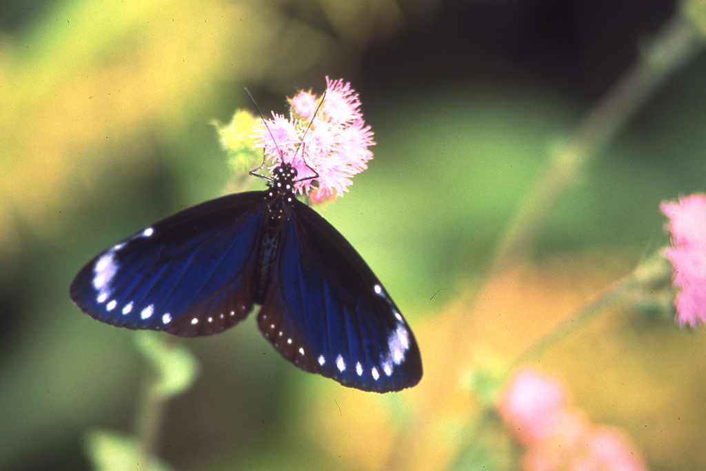 The Purple Spotted Butterfly is the world's only overwintering butterfly. This species, special geological terrain and aboriginal cultural experiences are just a few of the environmental education highlights in the Maolin National Scenic Area. 
