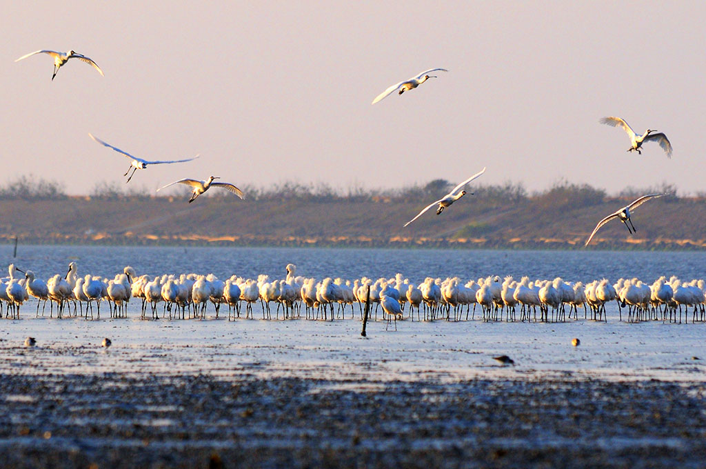 Black Faced Spoonbill Reserve Tainan City