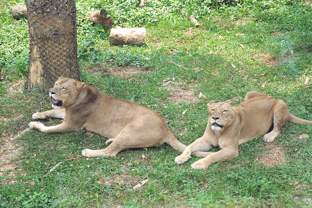 Shoushan Zoo