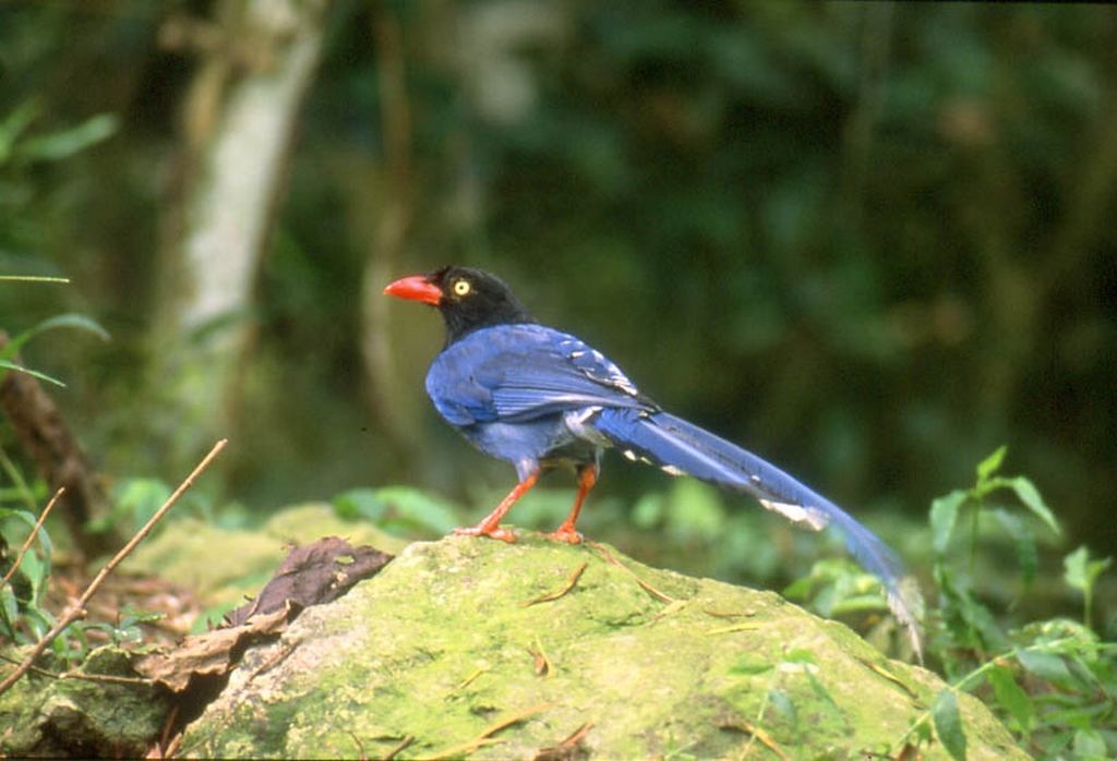 Shanping Forest Ecological Garden