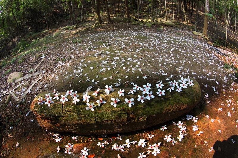 Sanyi Township, Miaoli County: Taiwan's Wood Sculpture Capital