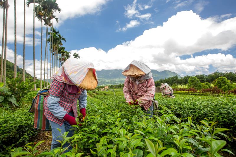 Luye Recreational Tea Farm