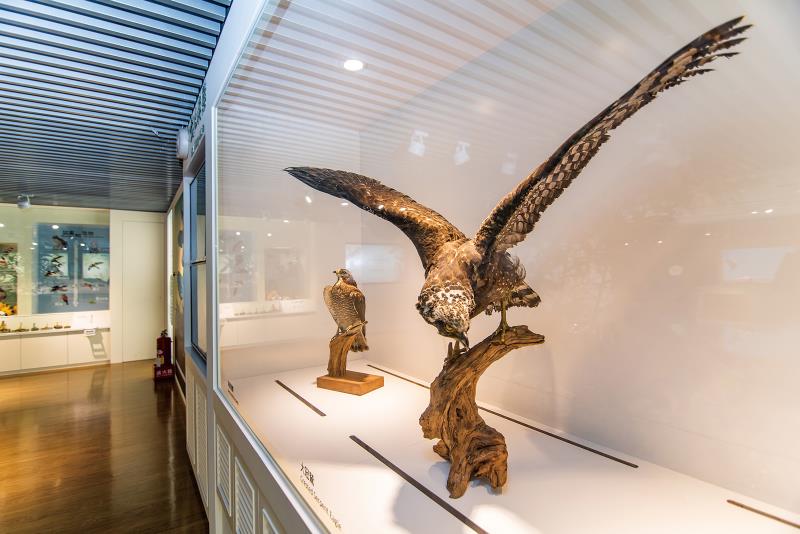 Guanyinshan Raptor Museum