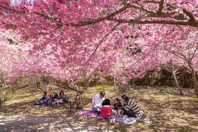 Fushoushan Thousand-cherry Garden