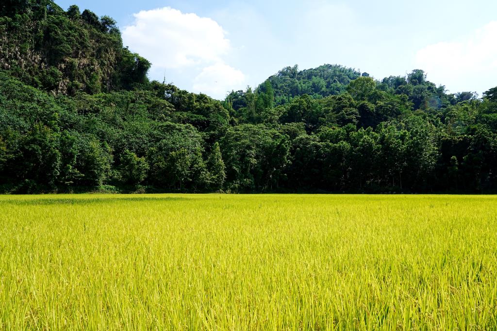 Lu-Guang Rice Farm