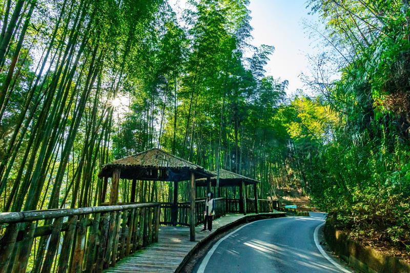 Caoling Shibi Forest Healing Base (World Bamboo Landmark)