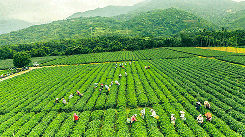 Wuhe Tourist Tea Plantations