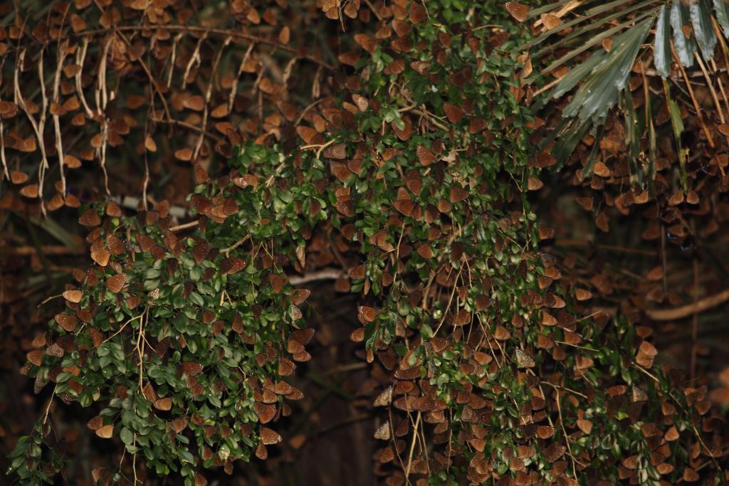 The Purple Crow Butterfly absorbs water from the ground, creating a “butterfly blanket”  Source：茂林國家風景區管理處