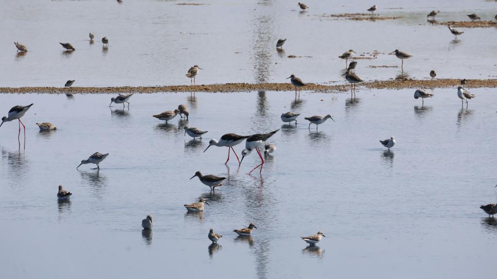 Taiwan International Bird Watching Marathon-1
