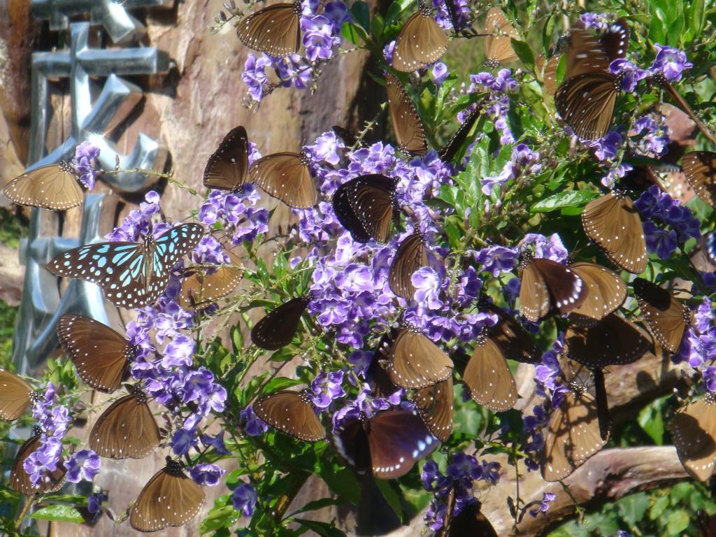 Biennial Butterfly Beauty Festival-Purple Crow Butterfly  Year：2024  Source：Maolin National Scenic Area