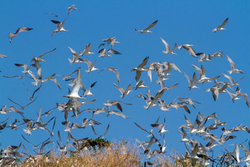 2019 Tern-Watching Tour, Matsu