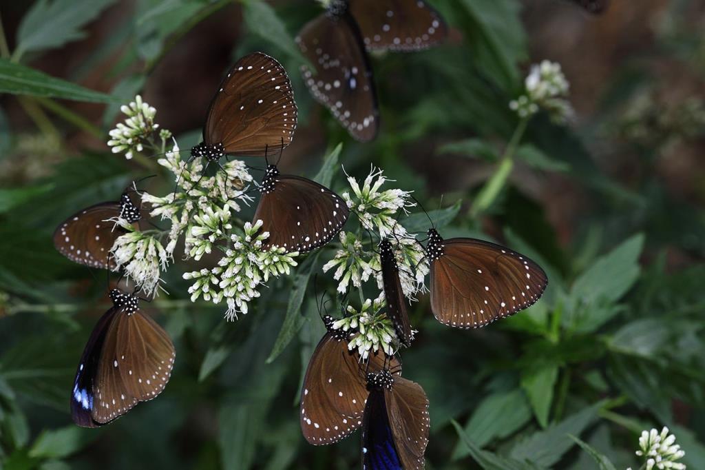 Eupatorium clematideum and Purple Butterflies  Year：2018-19  Source：Maolin National Scenic Area Administration